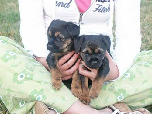 7wks-girl&boy1