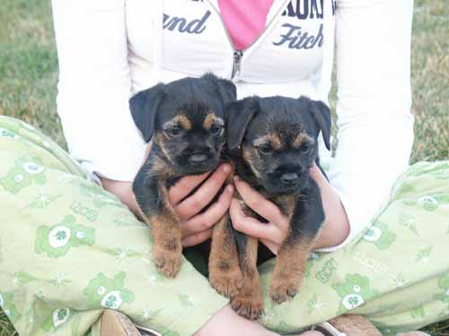 7wks-girl&boy2