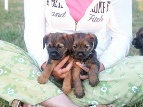 7wks-girls1