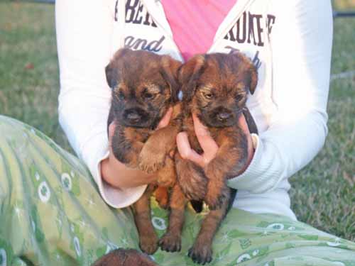 7wks-girls3_grumpy