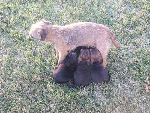 7wks-piggies