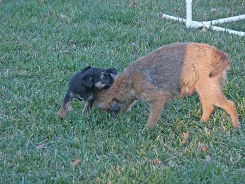 7wks-playing_with_mom