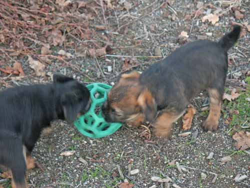 7wks-tug2