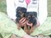 7wks-girl&boy1
