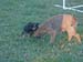 7wks-playing_with_mom