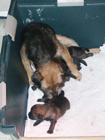 grandma-wicket3