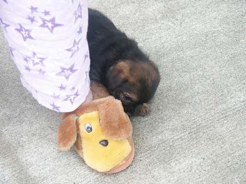 slipper1