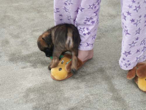 slipper2