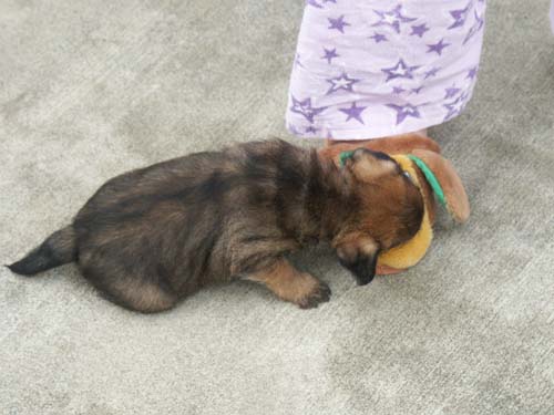 slipper3