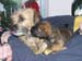 poppy&spoiled