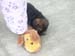slipper1