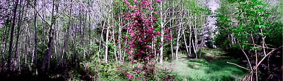 Alders before and after thinning