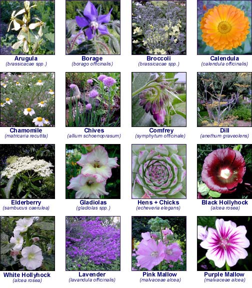 Albuquerque Flower Shops Snap Dragon Flowers