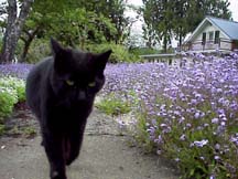 Nikki the Cat