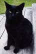 Top Cat