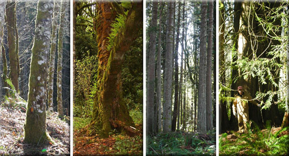 Trees