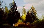 Forestry 