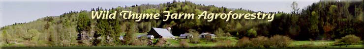 Wild Thyme Farm Agroforestry