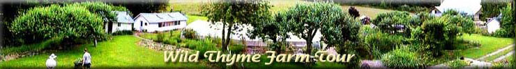 Wild Thyme Farm Tour