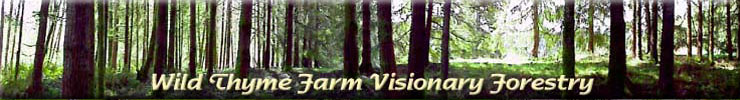Wild Thyme Farm Visionary Forestry