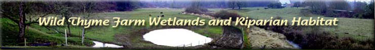 Wild Thyme Farm Wetland and Riparian